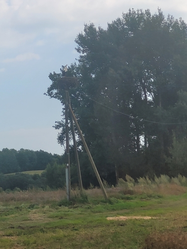 White Stork