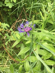 Centaurea montana