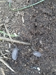 Porcellio laevis