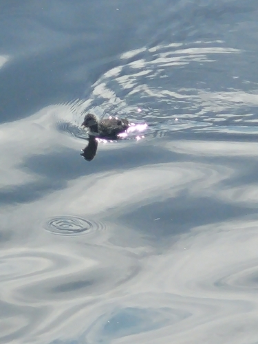 Eurasian Coot