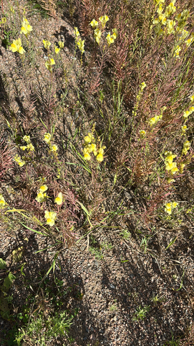 common toadflax