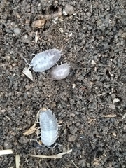 Porcellio laevis