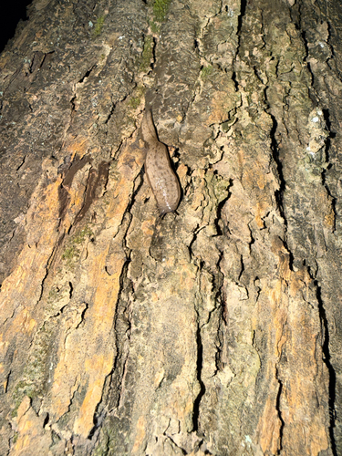 Chinese Slug