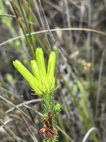 Erica unicolor, photograph 1