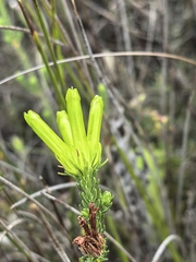 Erica unicolor