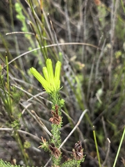 Erica unicolor, photograph author not stated, no rights reserved