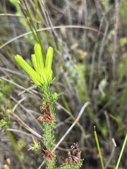 Erica unicolor, photograph author not stated, no rights reserved