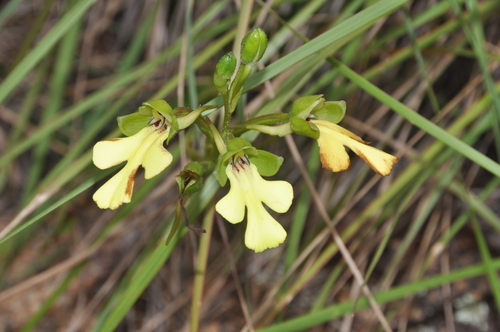 Cynorkis flexuosa