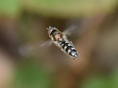 Platycheirus scutatus