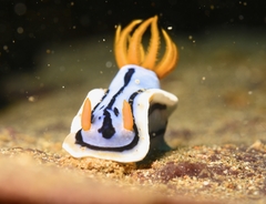 Chromodoris elisabethina