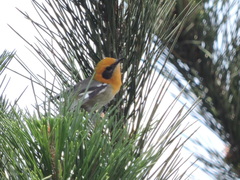 Peucedramus taeniatus
