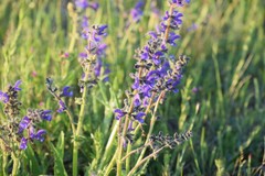 Salvia pratensis