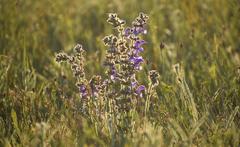 Salvia pratensis