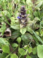 Ajuga reptans