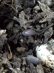 Porcellio laevis