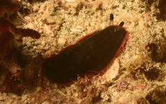 Dendrodoris