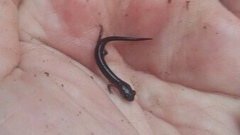 Plethodon richmondi