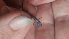 Plethodon richmondi
