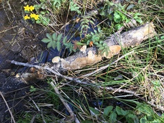 Antrodia heteromorpha