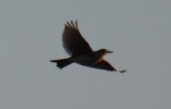 Lullula arborea