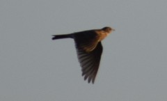 Lullula arborea