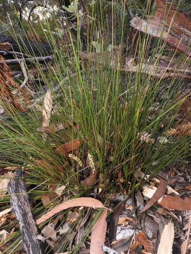 Lomandra elongata