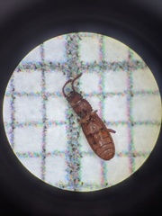 Oryzaephilus mercator