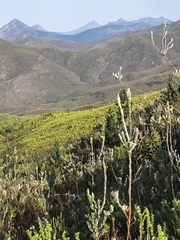 Leucadendron uliginosum, photograph author not stated, no rights reserved