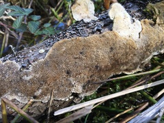 Antrodia heteromorpha