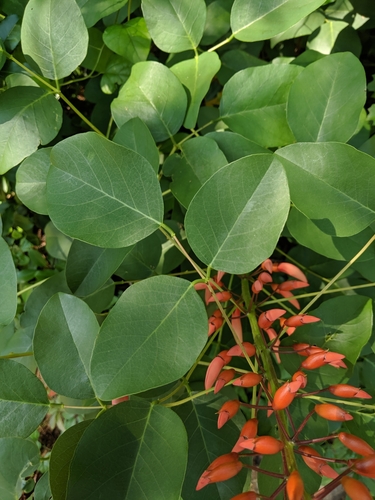 Erythrina crista-galli