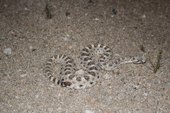 Crotalus cerastes cerastes