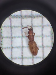 Oryzaephilus mercator