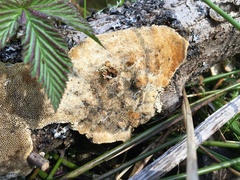 Antrodia heteromorpha