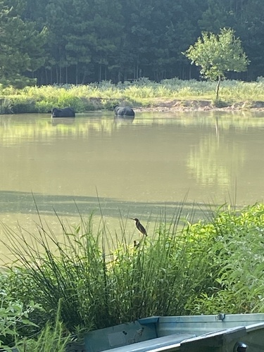 Green Heron