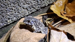 黑眶蟾蜍