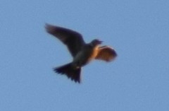 Lullula arborea