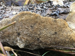 Antrodia heteromorpha