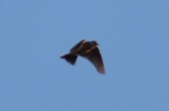 Lullula arborea