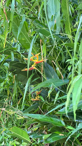 Heliconia acuminata observed 2026-08-06