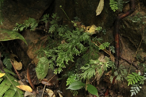 Vandenboschia maxima observed 2026-03-28