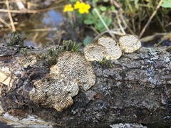 Antrodia heteromorpha