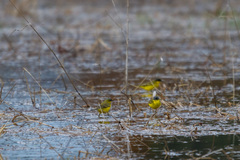 Motacilla flava thunbergi