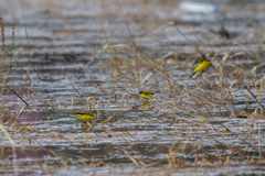 Motacilla flava thunbergi