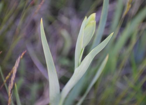 Image of Gladiolus palustris by (c) Gergely Nigg, some rights reserved (CC BY)