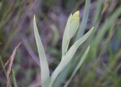 Gladiolus palustris