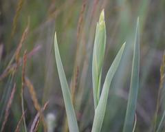Gladiolus palustris
