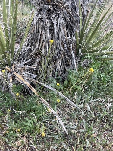 Sisymbrium irio, photograph 6