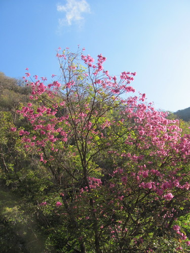 Tabebuia impetiginosa - Whole tree