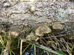 Antrodia heteromorpha