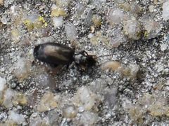 Syntomus foveatus